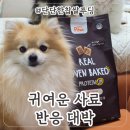 리틀포우 | 강아지 사료 추천｜귀여운 모양에 영양까지 챙긴 리틀포우 고단백 사료 후기