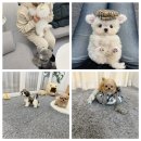 소문켄넬 이미지