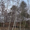 쉬리 | 서울 근교 접근성 좋은 캠핑장 파주 나무와쉬리 ｜ 자작나무 5번 사이트 후기