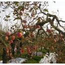 남기농장 이미지