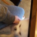 몽블리 애견카페 이미지