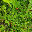 원주굽이길 13코스 구력재길 이미지