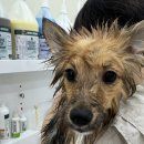 꽃댕댕싸롱 이미지