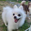 왕짱애견유치원 이미지