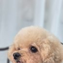 강아지 마법사 골드맘 네이버블로그