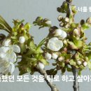[일주일송] 너를 향한 평안의 뜻 _ 2026.04.15 _ 수요일에 주신 말씀 이미지
