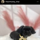 더 이쁘개 이미지