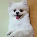 우리집 멍뭉 이미지