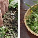 산사랑산약초 이미지