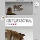 부산대형견호텔 24시 강아지유치원 목욕 대견하개 서면점 네이버블로그