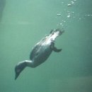 세븐일레븐(대구큰고개뉴타운점) | 대구 프리다이빙 강습 레벨2 2회차, 두류다이빙풀 그만추웠으면