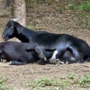 염소꿈농원 이미지