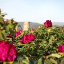 모란모란 이미지