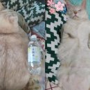 펫부자