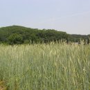 밀밭에서 이미지