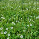 영용농장 이미지