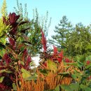 아마란스 이미지