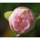 수유동맛집대보명가의 물확에 활짝 핀 아가연꽃 이미지