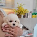 김해 강아지분양 베베몽 이미지