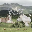 무아레도그라운드 이미지