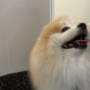라이크어독 이미지