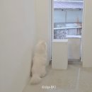 리본꽃집 | 대구 수성구 황금동 꽃집 아화 꽃다발 후기