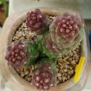 리치아이 이미지