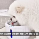 금오13길 | [양산애견유치원] 디엠다우리도그센터에서 써본 아키즈 스마트 무선 자동급수기 후기
