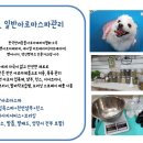 사하펫 이미지