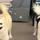 댕스미스 이미지