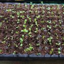 사남매농장2 이미지