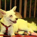 노란천막 이미지