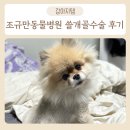 조규만외과동물병원 | 강아지 쓸개골 수술 조규만 외과 동물병원 1년 후 후기