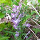 평도민박 이미지