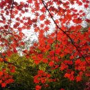 강원도산림개발연구원 집다리골자연휴양림 이미지