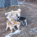 멍멍이가족 이미지