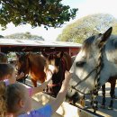 태평양목장 | 하와이 쿠알로아랜치 UTV 랩터 투어 예약 꿀팁! 내돈내산 후기!
