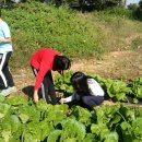 사창농장 이미지