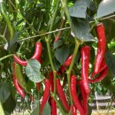 상원농장 이미지