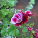 쉬어가는누각 이미지