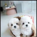 조이퍼피 강아지분양 이미지