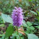 맹종죽테마파크1 이미지