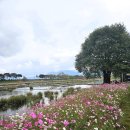 장성황룡강노란꽃잔치 축제장6 | 2025년 장성 황룡강 가을꽃 축제 「황룡강 가을 花담, 빛으로 물드는 이야기 길」