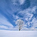 나무한그루 이미지