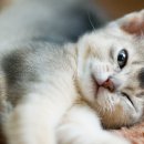 오천약국 이미지