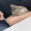 겨울나는나비 동물병원 이미지