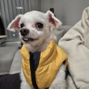 (주)장수바이오믹스 | 진돗개/진도믹스 사월이 입양 6개월차 후기