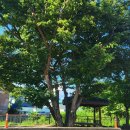 팔야1리 경로당 이미지