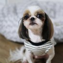 BOB 애견용품 아울렛 이미지