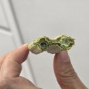 하임 B | 말차시리즈 말차하임 피자몰 말차피자 솔직후기